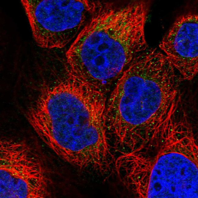 PET112 Antibody in Immunocytochemistry (ICC/IF)