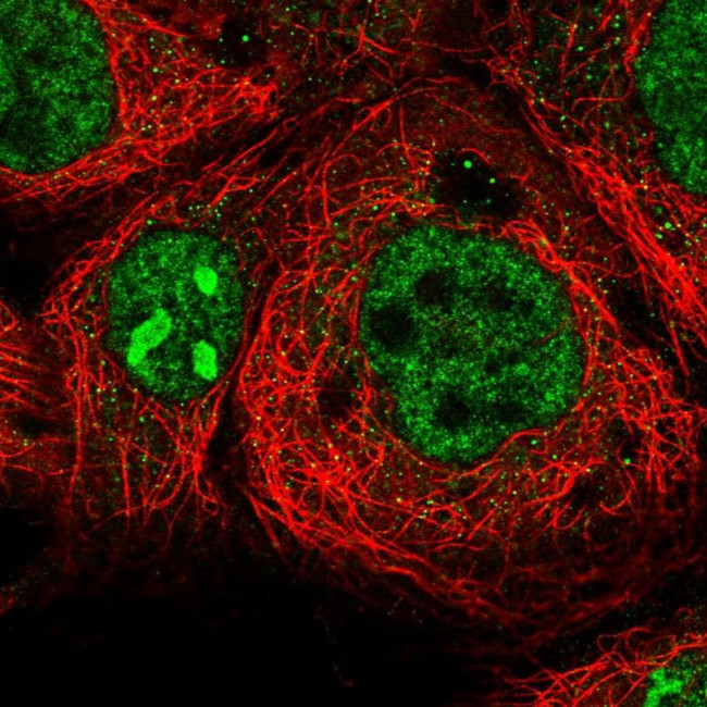 CCDC148 Antibody in Immunocytochemistry (ICC/IF)
