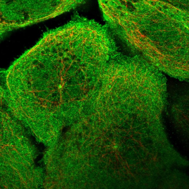 ARHGAP40 Antibody in Immunocytochemistry (ICC/IF)