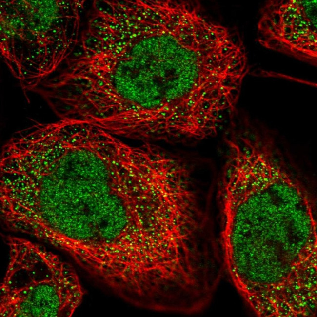 ANKRD39 Antibody in Immunocytochemistry (ICC/IF)