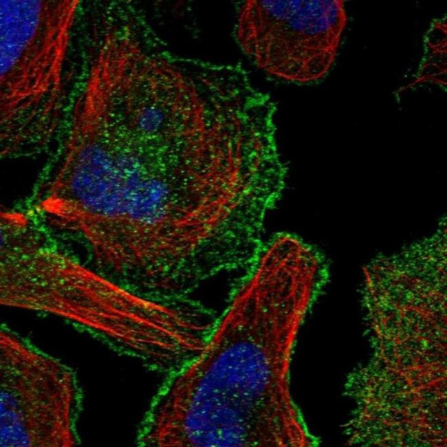 CBWD1 Antibody in Immunocytochemistry (ICC/IF)