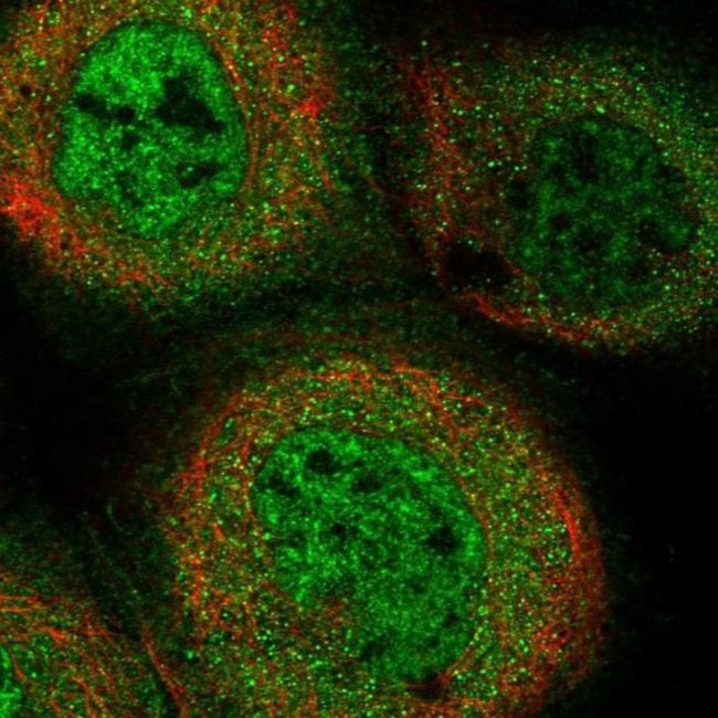 KIAA0100 Antibody in Immunocytochemistry (ICC/IF)