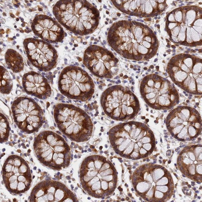 UNC93B1 Antibody in Immunohistochemistry (Paraffin) (IHC (P))