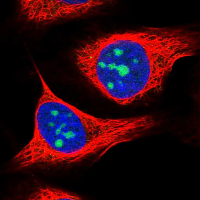 ZNF837 Antibody in Immunocytochemistry (ICC/IF)