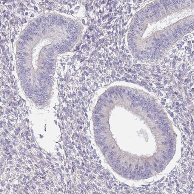 SYNGR3 Antibody in Immunohistochemistry (Paraffin) (IHC (P))