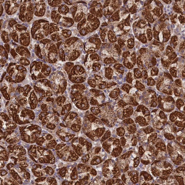 PRR25 Antibody in Immunohistochemistry (Paraffin) (IHC (P))