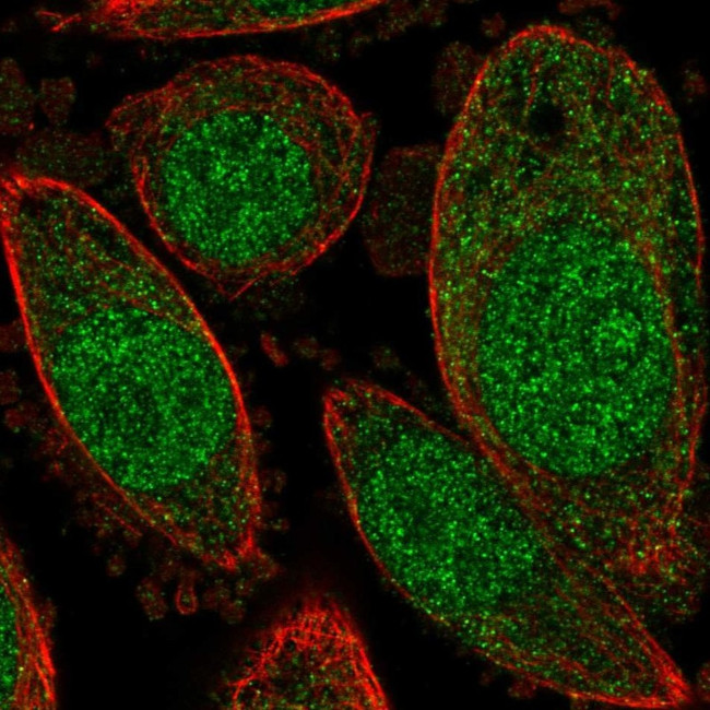 C15orf40 Antibody in Immunocytochemistry (ICC/IF)