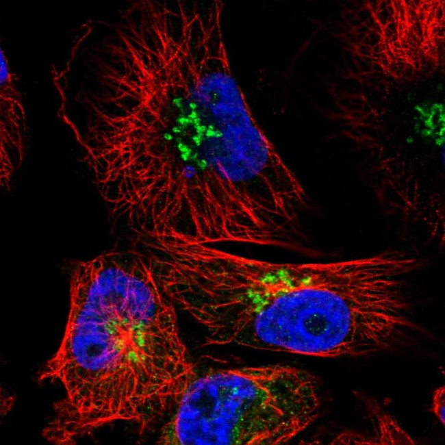 SMIM7 Antibody in Immunocytochemistry (ICC/IF)