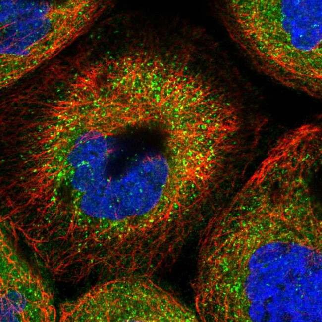 TMUB2 Antibody in Immunocytochemistry (ICC/IF)
