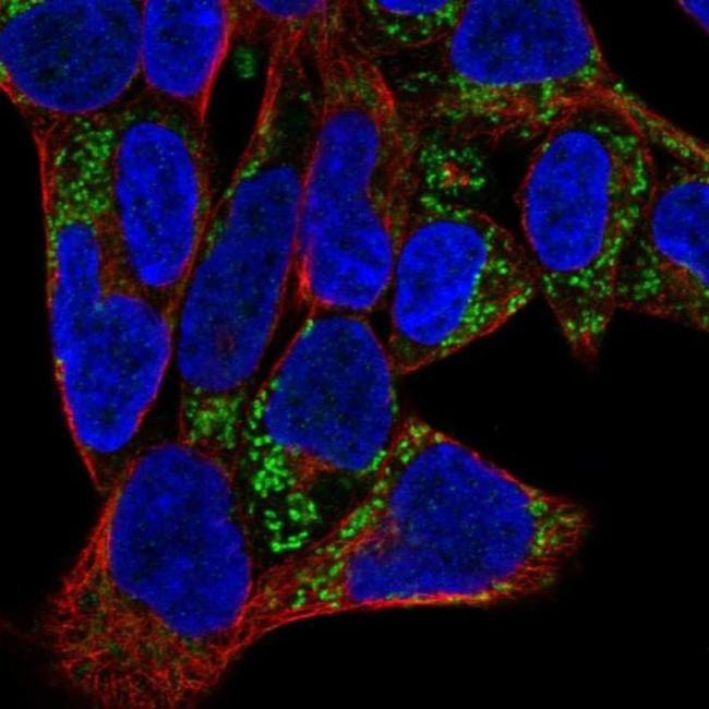 ISOC2 Antibody in Immunocytochemistry (ICC/IF)
