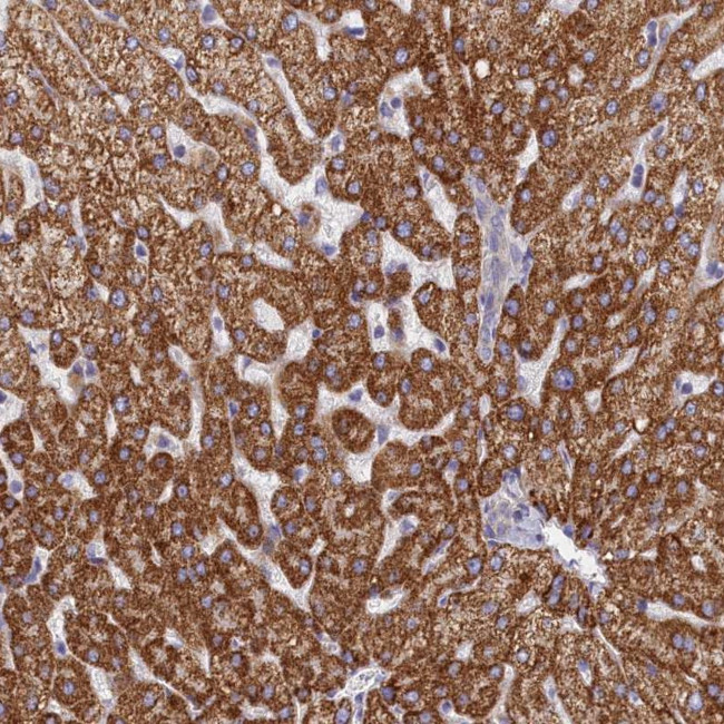 TMEM30B Antibody in Immunohistochemistry (Paraffin) (IHC (P))
