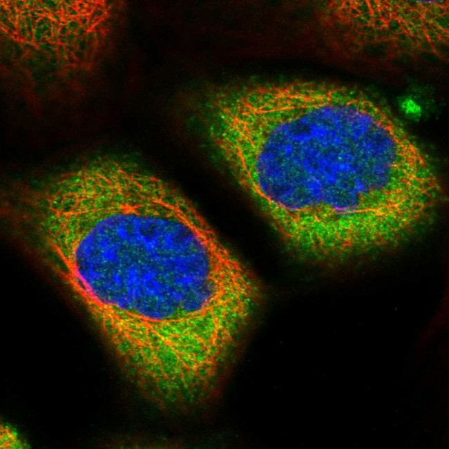 ALMS1 Antibody in Immunocytochemistry (ICC/IF)