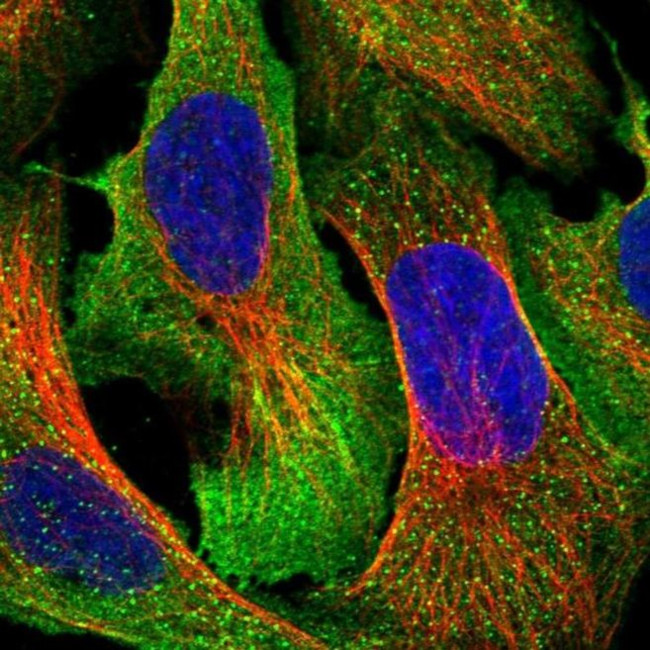 ARHGAP19 Antibody in Immunocytochemistry (ICC/IF)