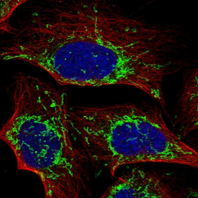 C5orf63 Antibody in Immunocytochemistry (ICC/IF)