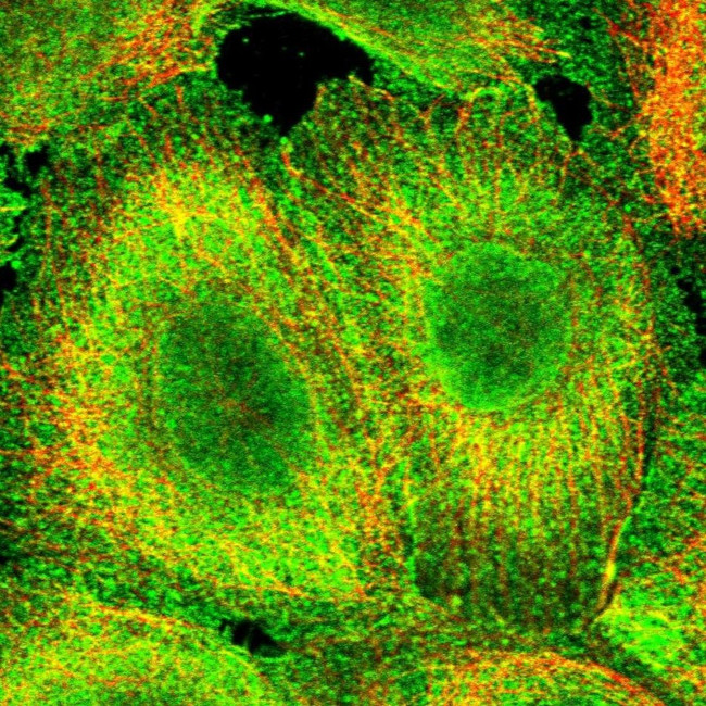 CCDC97 Antibody in Immunocytochemistry (ICC/IF)