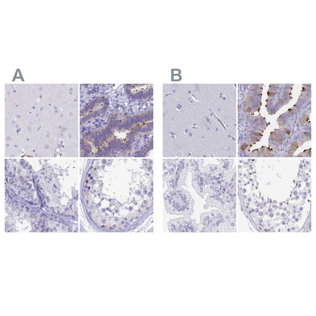 SNTN Antibody in Immunohistochemistry (IHC)