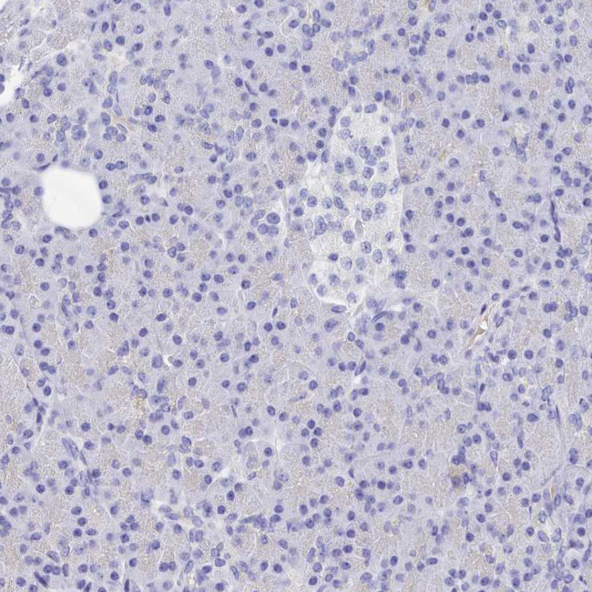 TRIM10 Antibody in Immunohistochemistry (Paraffin) (IHC (P))