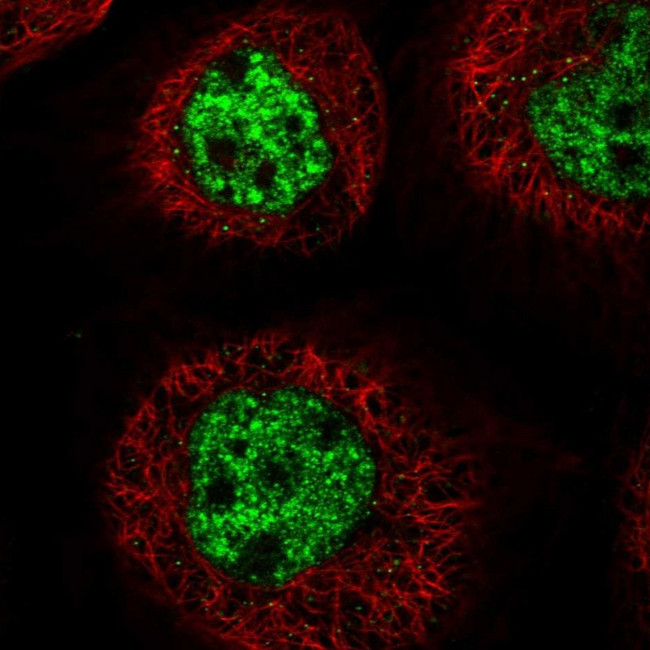 C3orf62 Antibody in Immunocytochemistry (ICC/IF)