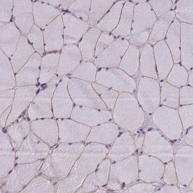 NEURL2 Antibody in Immunohistochemistry (IHC)