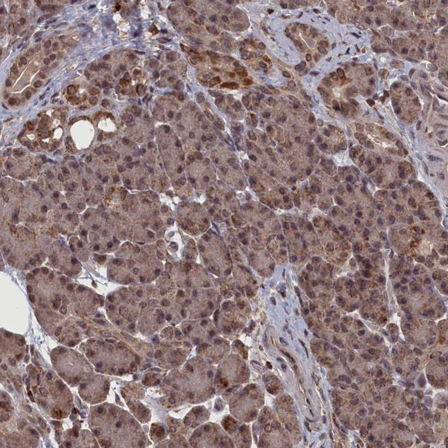 CEACAM21 Antibody in Immunohistochemistry (Paraffin) (IHC (P))