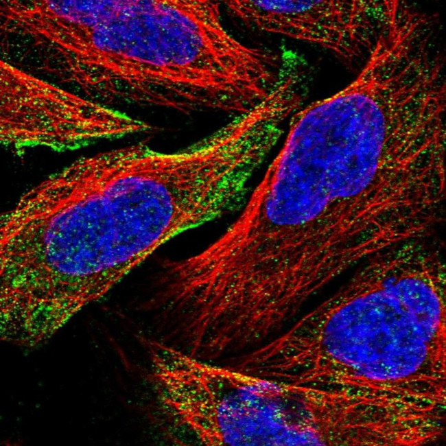 C19orf60 Antibody in Immunocytochemistry (ICC/IF)
