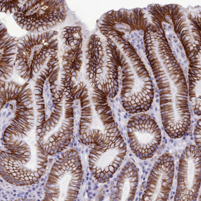 Cdc42EP5 Antibody in Immunohistochemistry (Paraffin) (IHC (P))