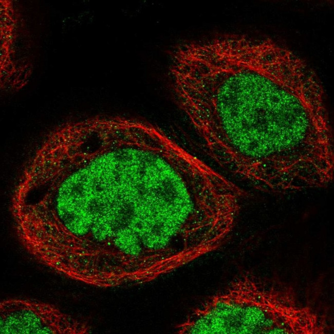 NOSIP Antibody in Immunocytochemistry (ICC/IF)