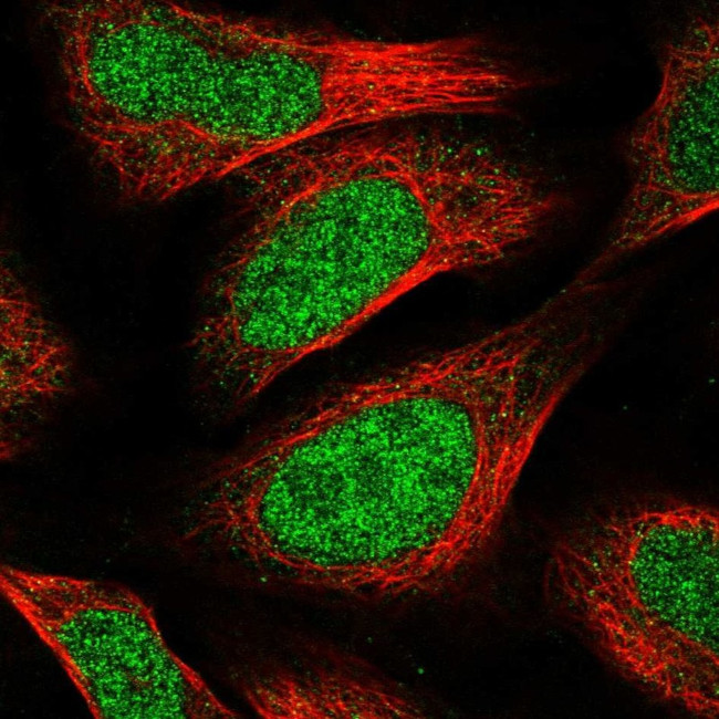 CCDC174 Antibody in Immunocytochemistry (ICC/IF)