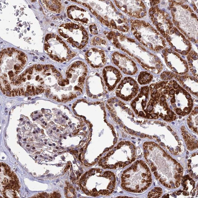 WDR55 Antibody in Immunohistochemistry (Paraffin) (IHC (P))