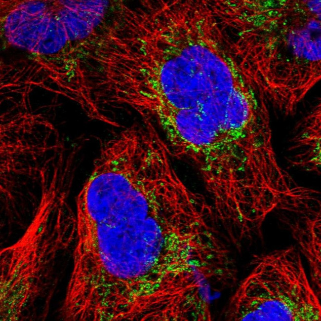 MRPS25 Antibody in Immunocytochemistry (ICC/IF)