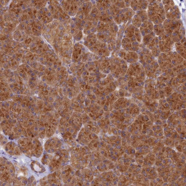 HOOK2 Antibody in Immunohistochemistry (Paraffin) (IHC (P))