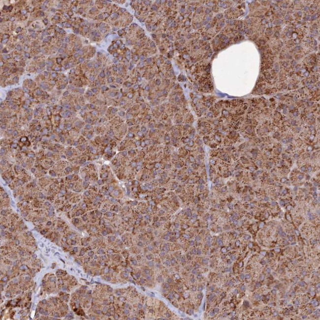 DYM Antibody in Immunohistochemistry (Paraffin) (IHC (P))