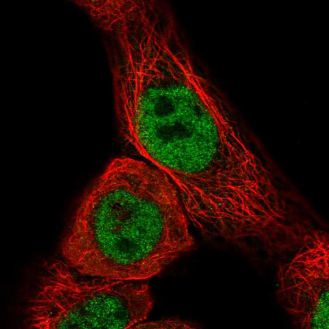 CCDC97 Antibody in Immunocytochemistry (ICC/IF)