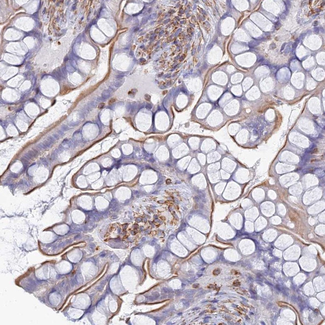 MIC-1 Antibody in Immunohistochemistry (Paraffin) (IHC (P))
