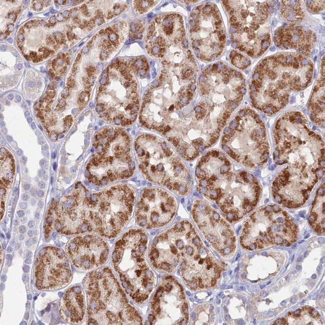 MFSD7 Antibody in Immunohistochemistry (Paraffin) (IHC (P))