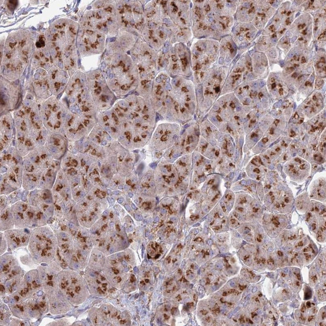 HS2ST1 Antibody in Immunohistochemistry (Paraffin) (IHC (P))