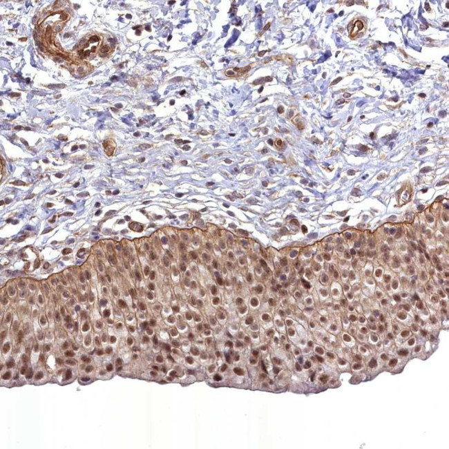 CCDC94 Antibody in Immunohistochemistry (Paraffin) (IHC (P))