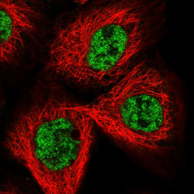 CCDC19 Antibody in Immunocytochemistry (ICC/IF)