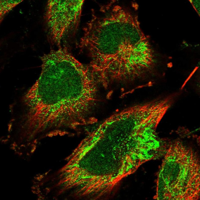 EARS2 Antibody in Immunocytochemistry (ICC/IF)