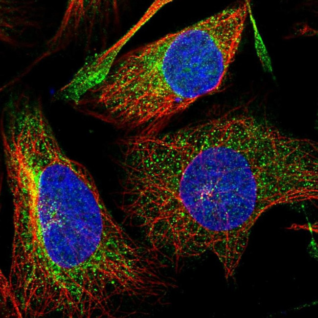 DNAJC16 Antibody in Immunocytochemistry (ICC/IF)