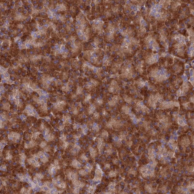 EXOC3L4 Antibody in Immunohistochemistry (Paraffin) (IHC (P))