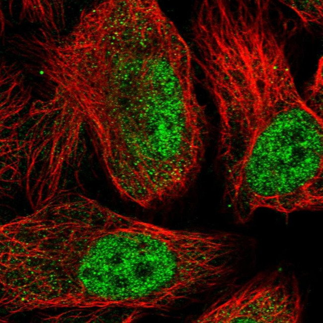 SPATA5L1 Antibody in Immunocytochemistry (ICC/IF)