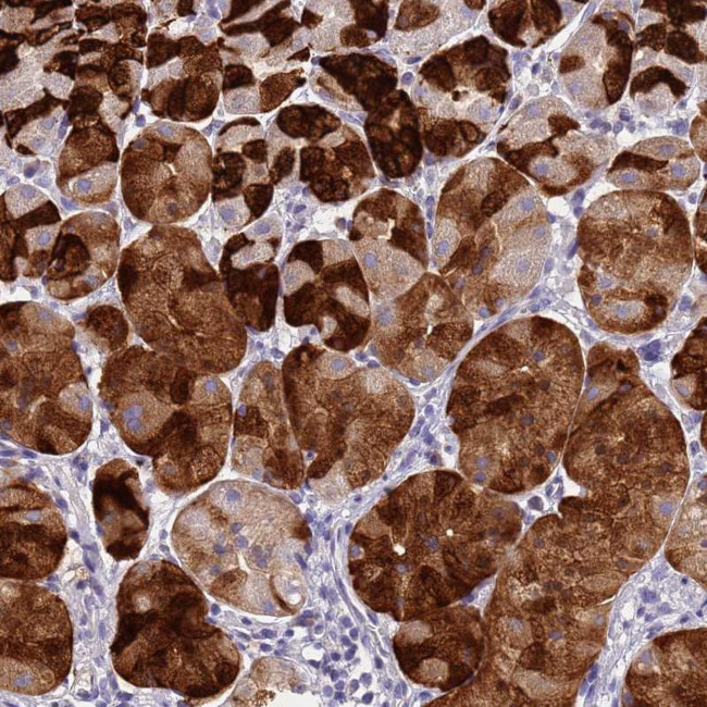 DPRX Antibody in Immunohistochemistry (Paraffin) (IHC (P))
