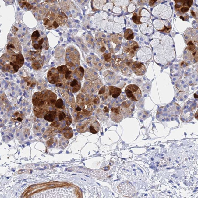 Cystatin 2 Antibody in Immunohistochemistry (Paraffin) (IHC (P))