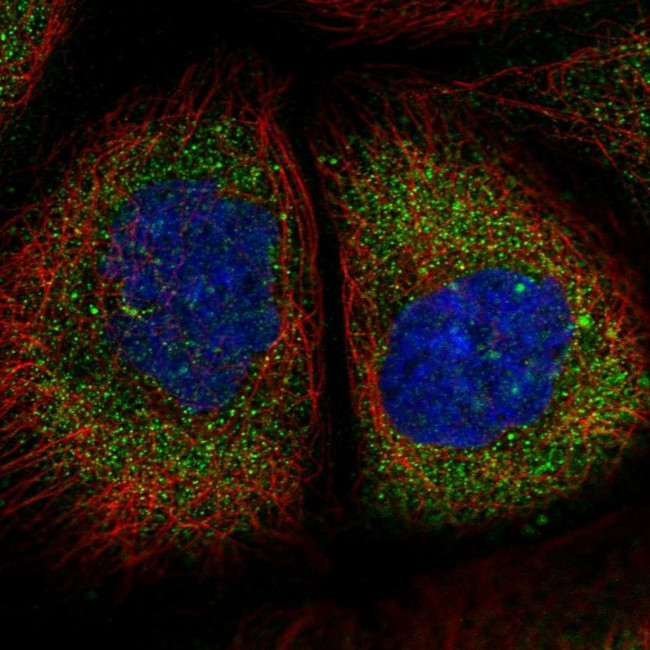 TMEM134 Antibody in Immunocytochemistry (ICC/IF)