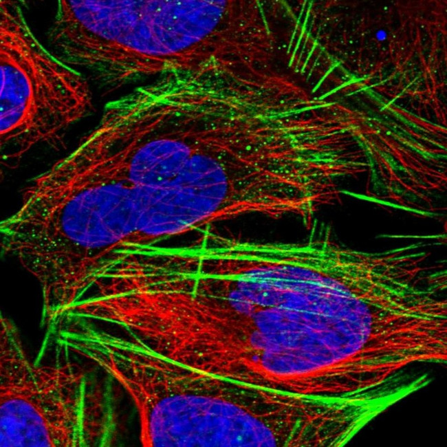 CLK4 Antibody in Immunocytochemistry (ICC/IF)