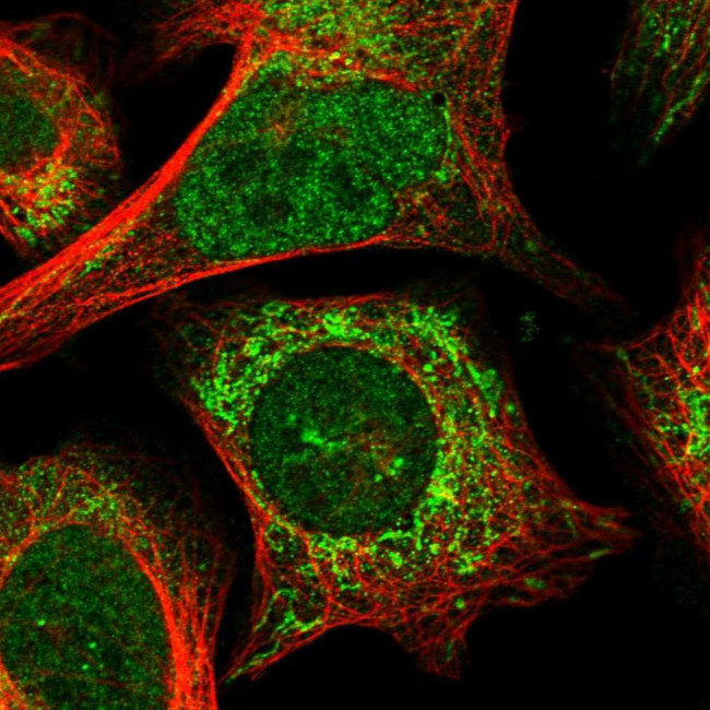 ANR52 Antibody in Immunocytochemistry (ICC/IF)