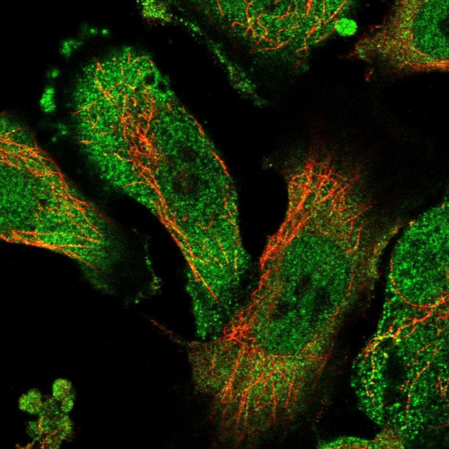 ZNF436 Antibody in Immunocytochemistry (ICC/IF)