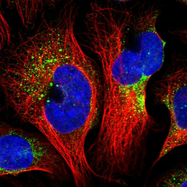 CNO Antibody in Immunocytochemistry (ICC/IF)