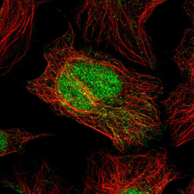 C2orf49 Antibody in Immunocytochemistry (ICC/IF)
